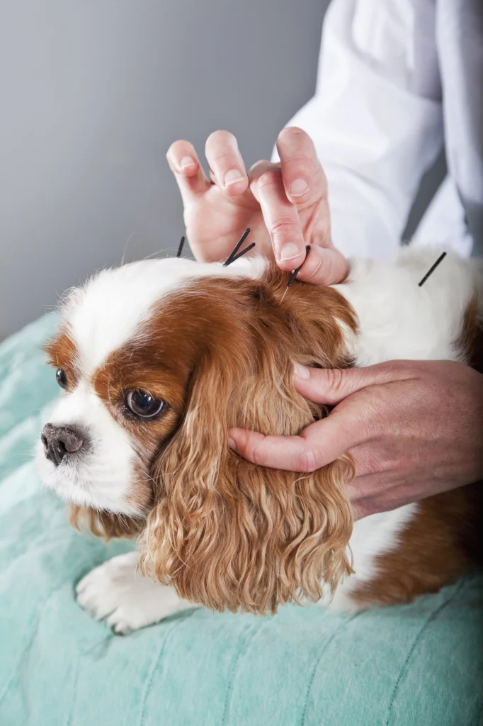 Acupuntura veterinária